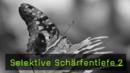 schmetterlinge-naturfotografie
